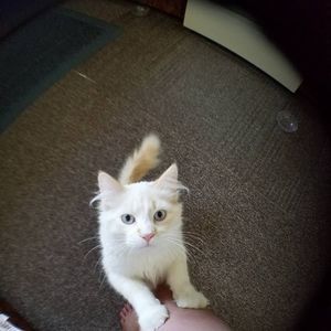 Meet your Posher, Diana